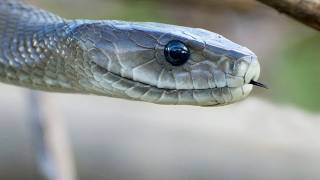 Crocodiles attack Black Mamba 02 Time Lapse Speed x2 [upl. by Seluj]