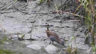 Un Râle deau  Water Rail [upl. by Dehlia424]