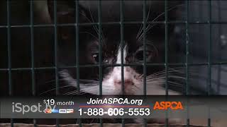 aspca commercial 2014 [upl. by Adamo650]