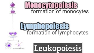 Lymphopoiesis and Monocytopoiesis ll leukopoiesis ll chapter10 ll hematology [upl. by Nivrae509]