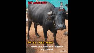 Haemorragic septicaemia దొమ్మ ముసర వ్యాధి please like my channel [upl. by Arlette]