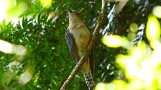 Fantailed Cuckoo Cacomantis flabelliformis flabelliformis  Fächerschwanzkuckuck [upl. by Nalim]