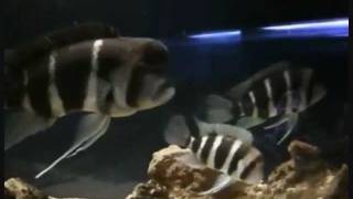 Frontosa Burundi 6Striped Breeding Colony Part 1 [upl. by Nerval]