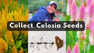 How To Collect Celosia Seeds 🌱 Harvest Store Save [upl. by Yerga]