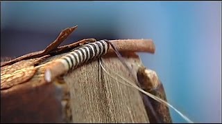 quotSauvez nos reliuresquot  reportage de France 2 sur la restauration des livres anciens [upl. by Chilt]