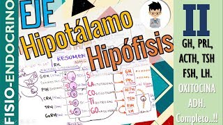 EJE HIPOTALAMO HIPOFISIS HORMONA DE CRECIMIENTO PROLACTINA ADH OXITOCINA FisioEndocrino2 [upl. by Anaitsirk906]