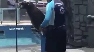 Seal singing at sea world [upl. by Sirois]