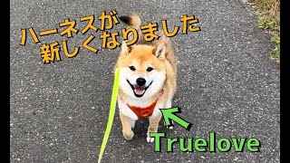 柴犬カンチのハーネス紹介Truelove Colorado Harness トゥルーラブ コロラド ハーネス [upl. by Nnylkcaj70]