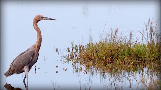 Reddish Egret Egretta rufescens [upl. by Annais354]