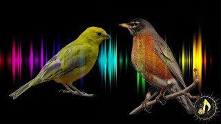 Bird Singing Sound Effect  Free Sound Effects [upl. by Annayt796]