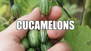 Cucamelons [upl. by Yenruogis]