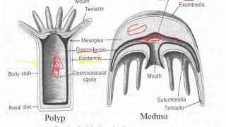 Cnidarian Lecture [upl. by Eilsel]