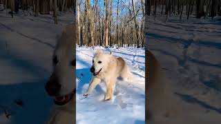 Mans best Friend goldenretriever winter happiness [upl. by Tressia173]