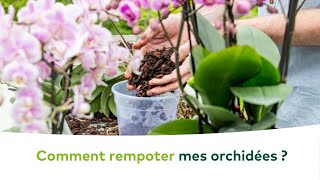 PLANTES DINTERIEUR  Comment rempoter et soigner mes orchidées [upl. by Eeramit]