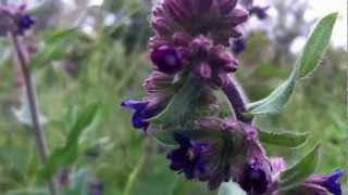 Common Bugloss Anchusa Officinalis  Alkanet  20120612 [upl. by Aihset920]