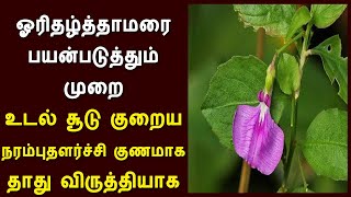 orithal thamarai benefits tamil  ஓரிதழ்த்தாமரை பயன்படுத்தும் முறை  ஓரிதழ் தாமரை சூரணம் செய்முறை [upl. by Reo146]