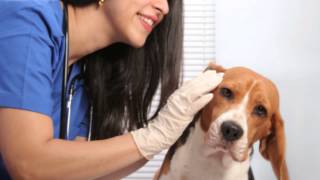 EpiOtic Ear Cleanser for Dog and Cat Ear Infections [upl. by Mont981]