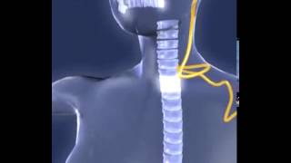 Entusiasmante visione del percorso dei meridiani che attraversano il nostro corpo [upl. by Karolina]