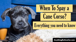 When To Spay a Cane Corso [upl. by Adnilema829]