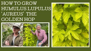 How to grow Humulus lupulus Aureus or the Golden Hop [upl. by Anihsit928]