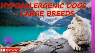 Hypoallergenic Dogs  The Large Breeds [upl. by Aredna]