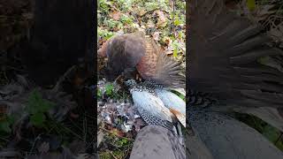 Harris Hawk on Cock Pheasant [upl. by Boyden302]