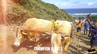 FESTIVAL DES BOEUFSTIRANTS 2023  ANSE MAURICE  PETIT CANAL  Final  Catégorie B [upl. by Spindell918]