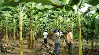 Manejo de Cultivos de Platano en Atalaya  Perú  TvAgro por Juan Gonzalo Angel [upl. by Llertnom728]