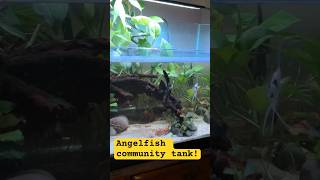 Angelfish community tank FULL VID COMING SOON [upl. by Ennovy]