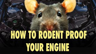 How to Rodent Proof Your Engine  The Easy Way [upl. by Eremaj]