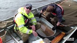 PFBC Muskie Survey of Lake Nockamixon [upl. by Nirag]