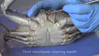 Blue Crab dissection [upl. by Trula]