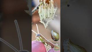 Cutest Praying Mantis Babies Hatching from Egg Sack  Part 2 mantis amazing insects [upl. by Iharas]