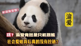 啥？人里人气可爱至极的渝爱竟然是只机器熊猫，每天上班还要充电，社会爱姐背后真的没有拉链？ [upl. by Jones]