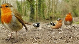 Videos y Película Para Gatos  Canto de Aves [upl. by Batruk997]