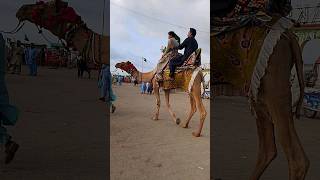 Camel walking beautiful camel walking nature lovers of camellife ll camel of thar [upl. by Verne321]