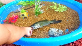 DIY HOMEMADE POOL FISH POND Aquarium [upl. by Lorak]