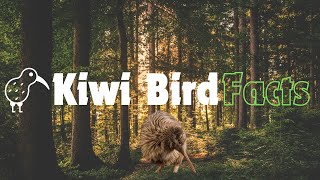 Fascinating Facts About the Kiwi Bird  Kiwi Bird Egg  Kiwi Bird in New Zealand [upl. by Wynnie414]