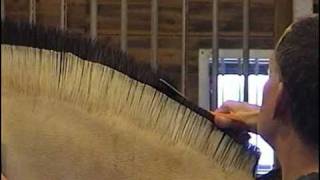 How To Cut a Norwegian Fjord Horse Mane  Part 2 of 2 [upl. by Atkinson]