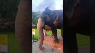 2024 වීරා බෝලේ සෙංකඩගල නුවර viralvideos පැමිණිම elephant kaduwela trendintiktoks music love [upl. by Sakovich179]