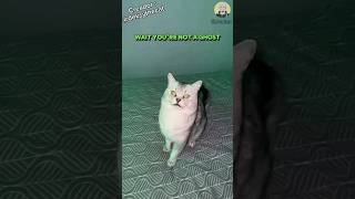 ¿Deksy es un fantasma Fandub Español fandub gatos [upl. by Ainaled]