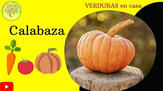 🎃Germina CALABAZA de castilla 🎃 cucurbita maxima [upl. by Enerual997]