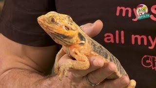 ReptilTV  Folge 41  Bartagamen Basics [upl. by Ttsepmet]