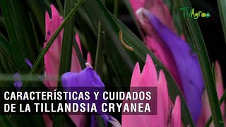 Características y cuidados de la Tillandsia cyanea  TvAgro por Juan Gonzalo Angel Restrepo [upl. by Jayme]