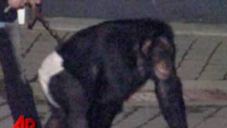 Screaming Chimp Frantic Owner Heard on 911 Call [upl. by Anailil]