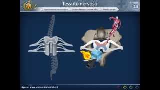 Istologia 23  Nervoso parte 3 [upl. by Kyle]