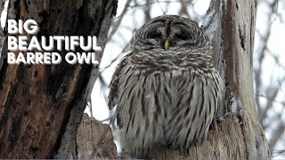 BARRED OWL  CLOSE UP FOOTAGE [upl. by Gemmell]