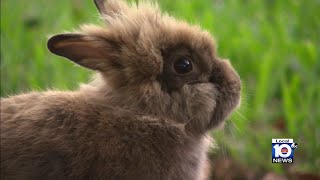 Organization needs help to rescue lionhead rabbits in Wilton Manors [upl. by Adnolay]