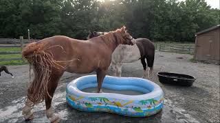 Horses play in the pool [upl. by Miun]