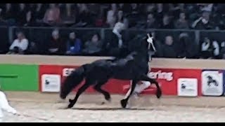 Omer 493 stallion inspection 2019 Friesian horse [upl. by Vonni97]